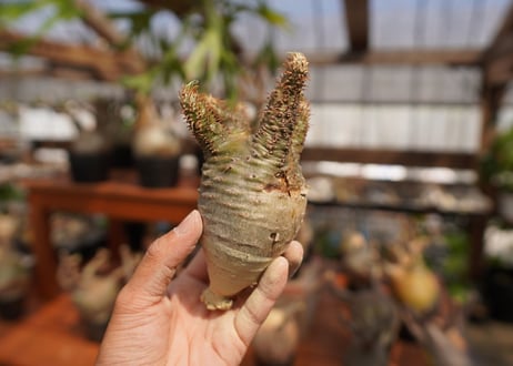 パキポディウム　グラキリス　Pachypodium gracilius　抜き苗　№36