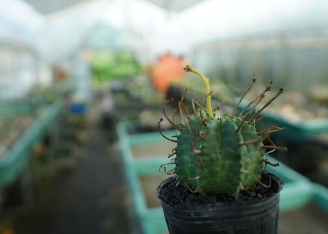 ユーフォルビア　スーパーバリダ　Euphorbia super valida  No.10