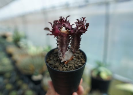 ユーフォルビア　トリゴナ　Euphorbia trigona