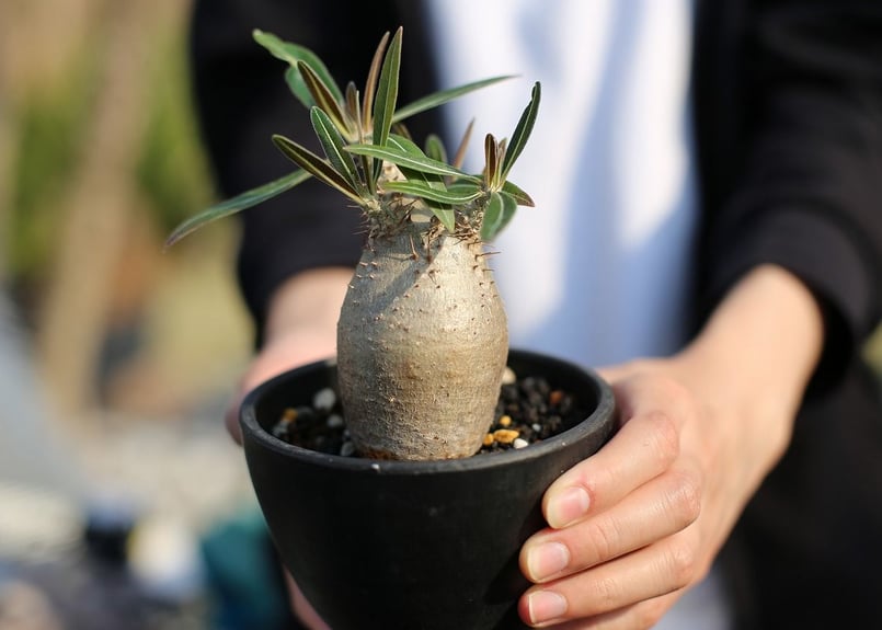 パキポディウム カクチペス | mana's farm:塊根植物・アガベ・ドライ