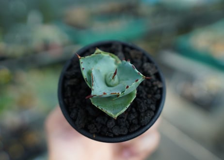 アガベ　兜蟹　Agave isthmensis “Kabutogani”　No.2