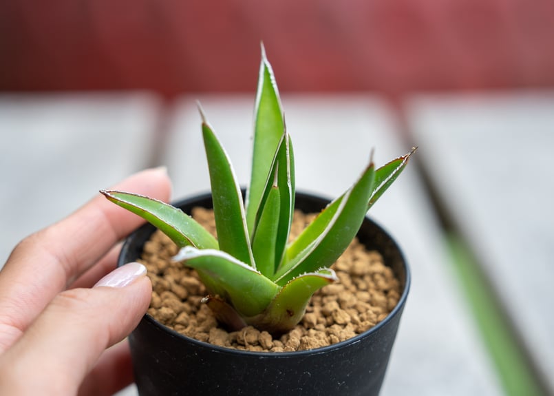 アガベ am レア】アガベ フェロックス錦 縞斑 最低 価格