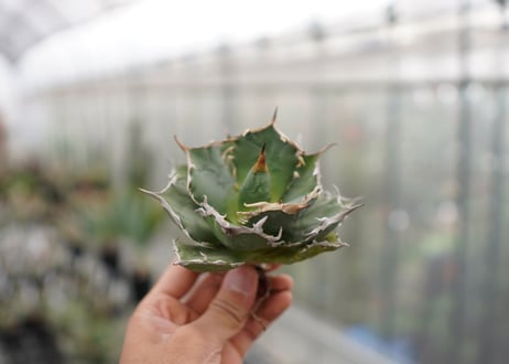 Agave titanota FO-76  D NO.3