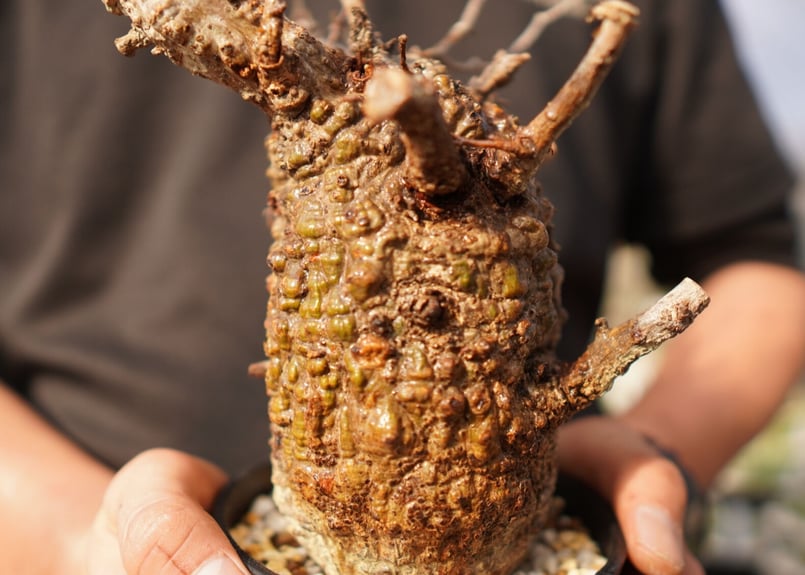 オペルクリカリア パキプス A No.32 専用 | mana's farm:塊根植物