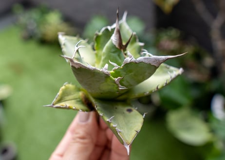 Agave Sowing seeds A NO.5
