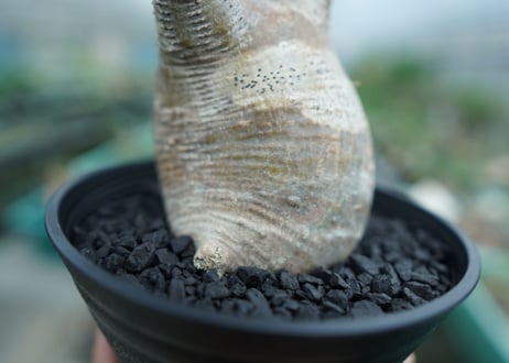 パキポディウム　グラキリス　 Pachypodium Gracilius  No.4