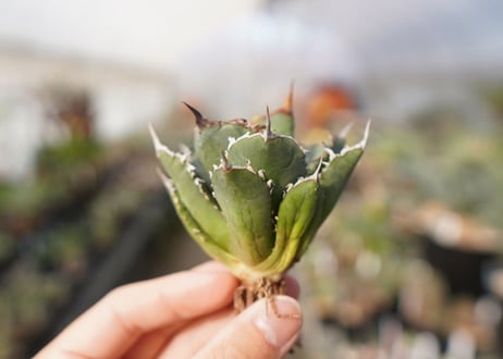 agave titanota FO-76  No.14