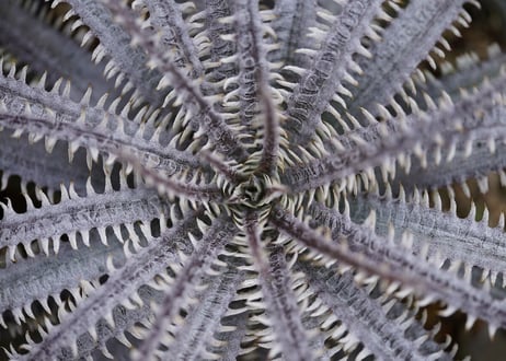 Dyckia Unicorn