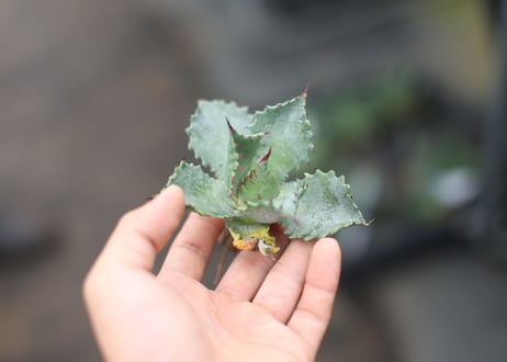 Agave parrasana x isthmensis