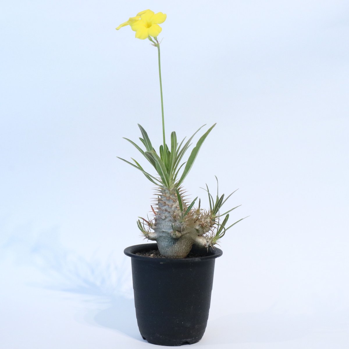 塊根植物　実生4年生　グラキリス　P グラキリス実生/パキポディウム/コーデックス/塊根植物ライフ