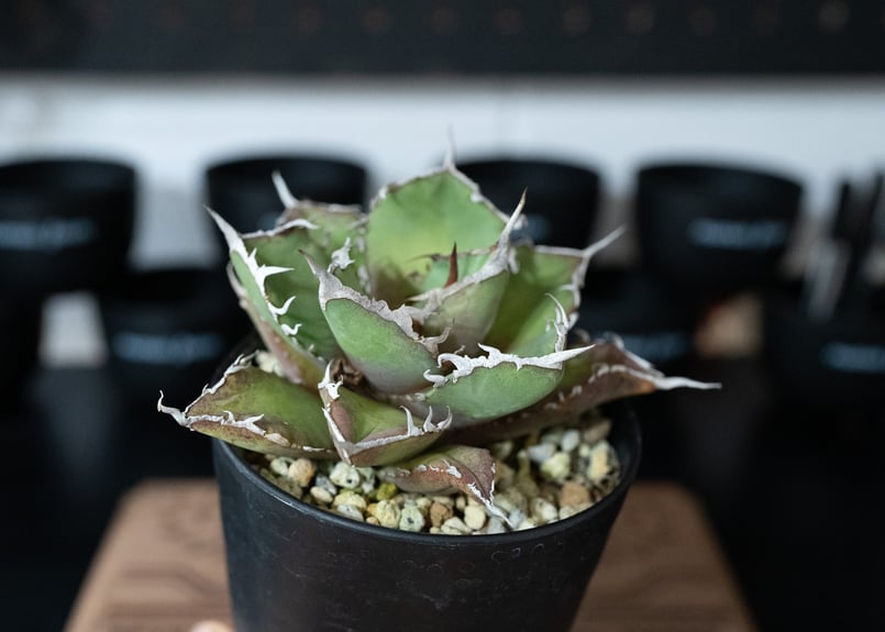 アガベ　チタノタ　大株　国産古株 アガベ チタノタ FO-76 国産古株 | THE CORE