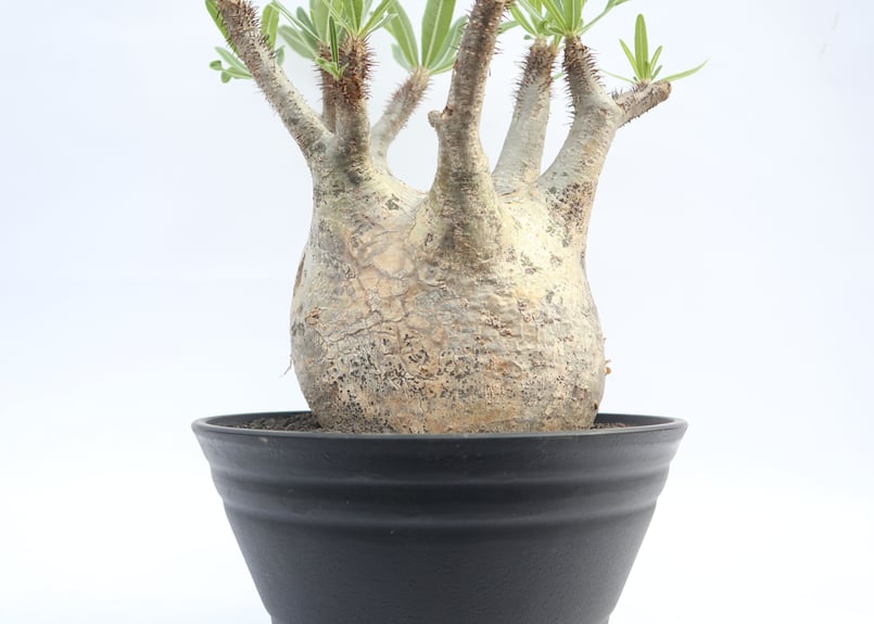 13.パキポディウム グラキリス パキポディウム グラキリス no.13 | mana's farm:塊根植物・アガベ