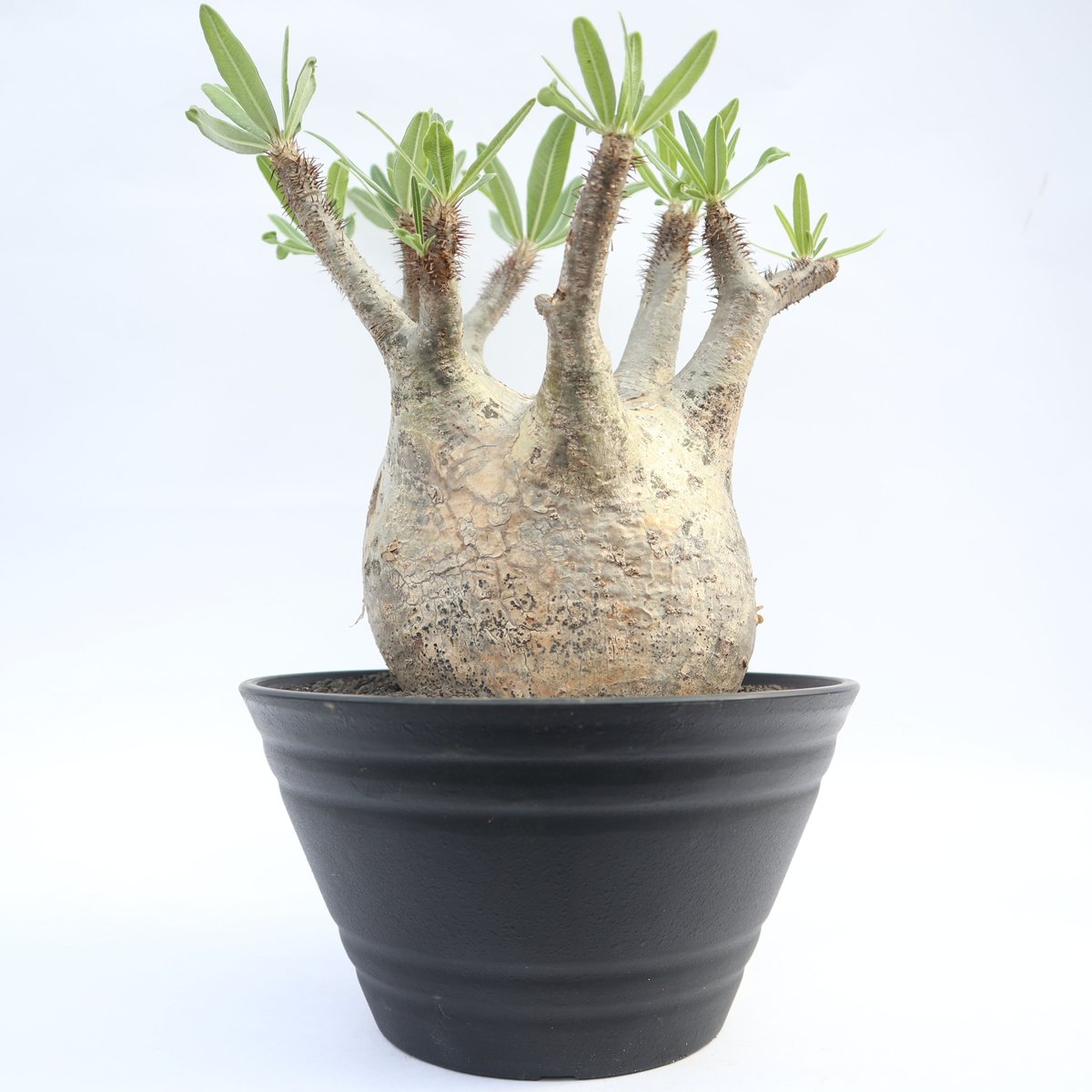 パキポディウム グラキリス no.13 | mana's farm:塊根植物・アガベ