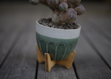 オベサブロウ Euphorbia Obesablow