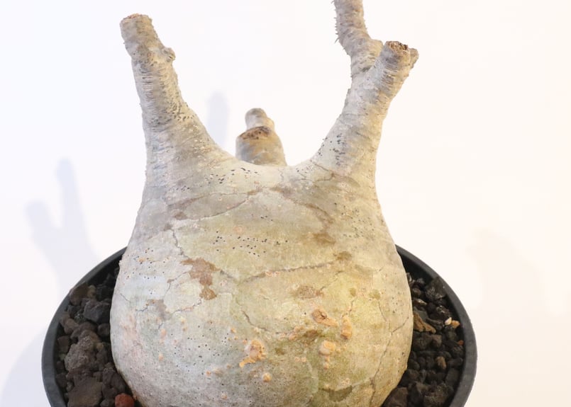 パキポディウム グラキリス No.124 | mana's farm:塊根植物