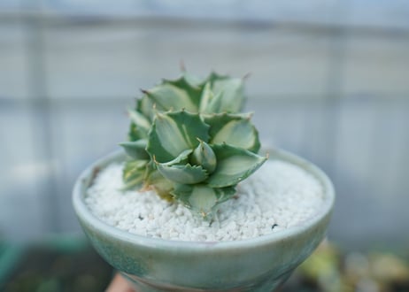 アガベ　王妃雷神錦　白中斑　Agave　“Ohi Raijin Nishiki Shironakahu”　No.2