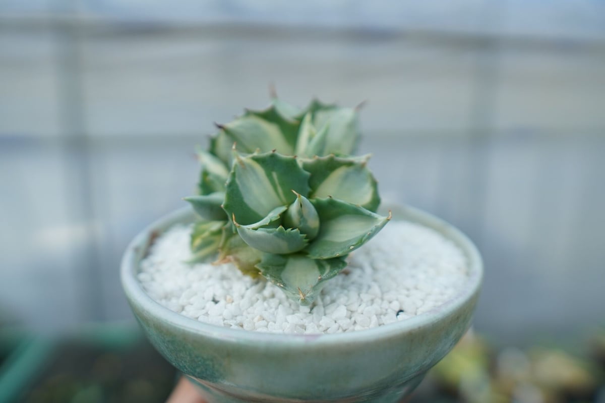 アガベ 王妃雷神錦 白中斑 Agave “Ohi Raijin Nishiki Shirona アガベ 王妃雷神錦 白中斑 Agave “Ohi Raijin Nishiki Shirona