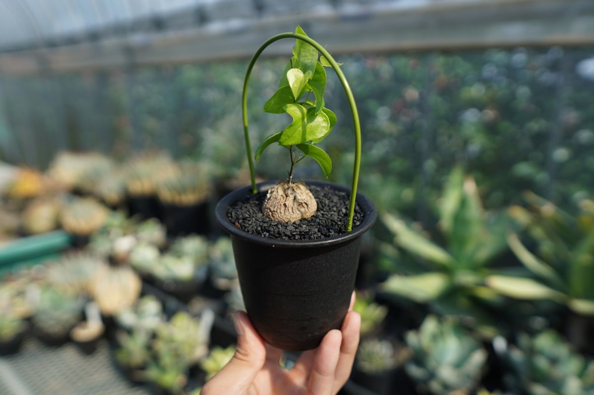 亀甲竜 Dioscorea elephantipes No.4 | mana's farm:塊