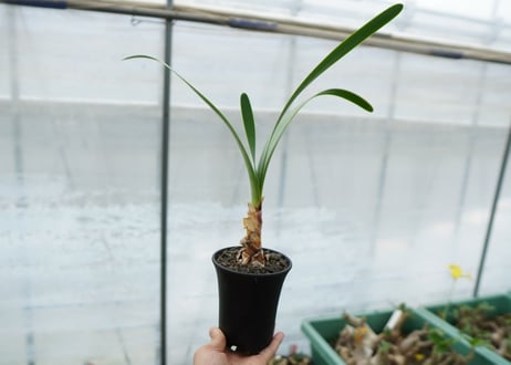 キルタンサス オブリクス Cyrtanthus obliquus