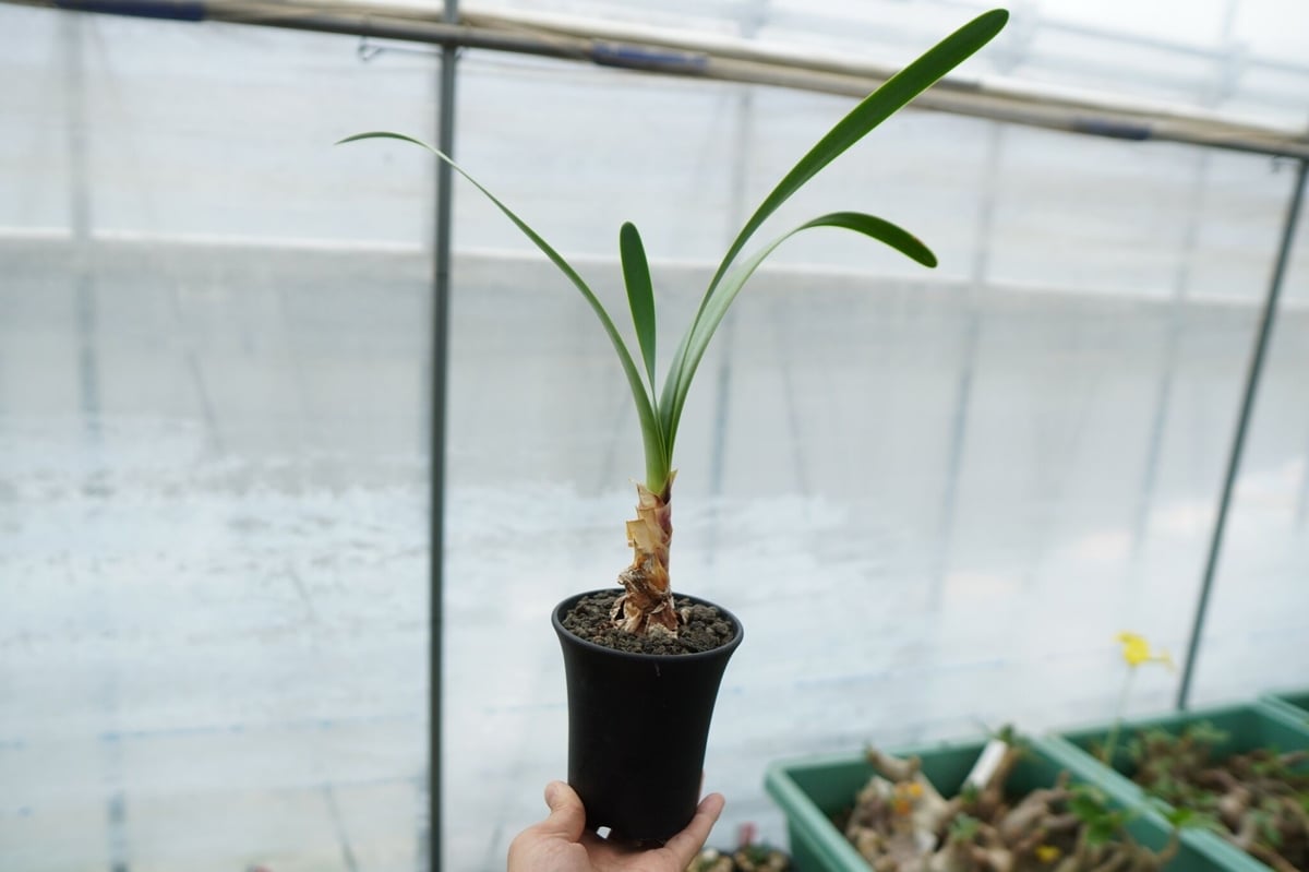 キルタンサス　オブリクス　巻きの強いクローン　球根一つ キルタンサス オブリスク (ジャイアントキルタンサス) 植え替え