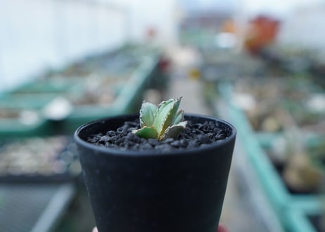 アガベ　チタノタ　FO-76　Agave titanota  FO-76　No.29