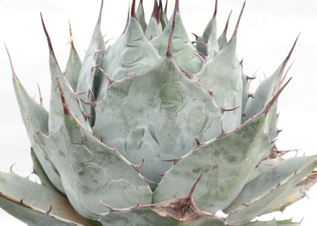 Agave parrasana Globe