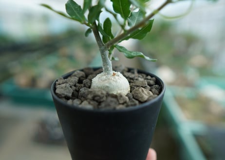 フォッケア　エデュリス　”火星人”　Fockea edulis