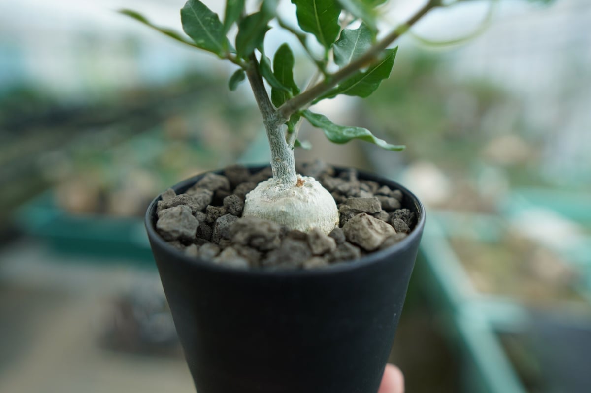 フォッケア エデュリス ”火星人” Fockea edulis | mana's farm:塊