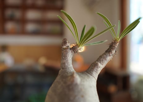 パキポディウム　グラキリス　 Pachypodium Gracilius
