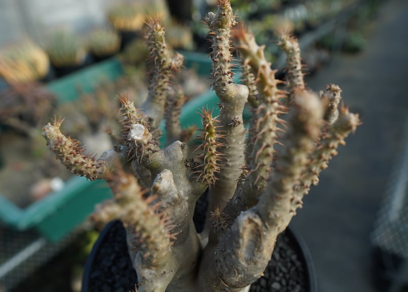 パキポディウム マカイエンセ Pachypodium makayense No.3 | man