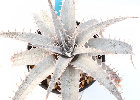 Dyckia  ML Red clone X delicata GF f1