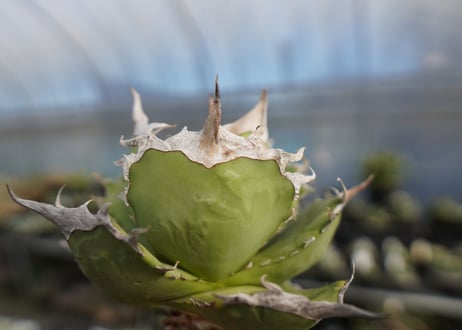 agave titanota 獅子光　lion light No.4