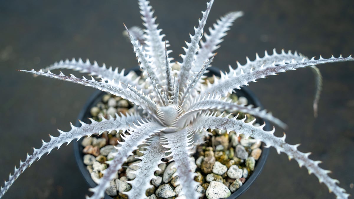 ディッキア | mana's farm:塊根植物・アガベ・ドライガーデン植物販売