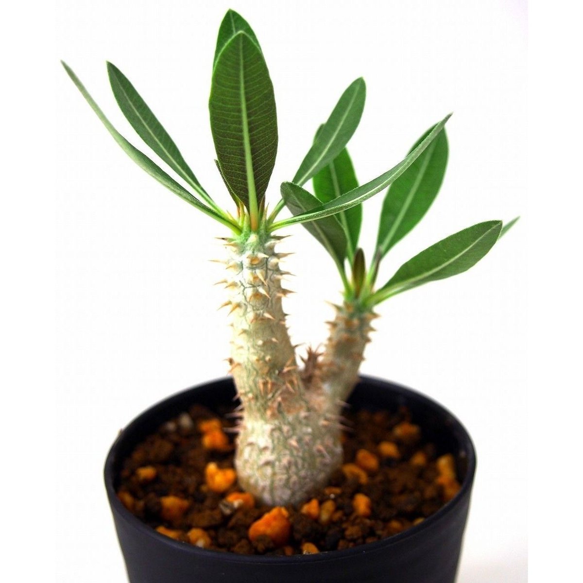Pachypodium rosulatum パキポディウム ロスラーツム №2 | man