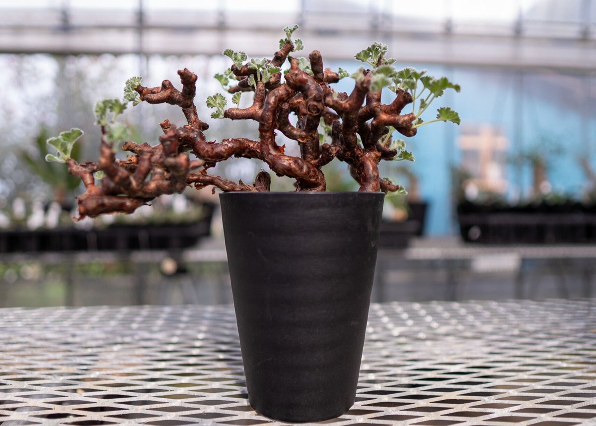 か*ん様 ペラルゴニウム ミラビレ 現地球 大株 73PM 【公式通販】