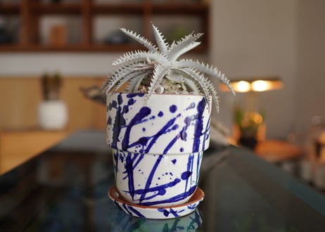 ディッキア　ハイブリット　Dyckia Hyb.