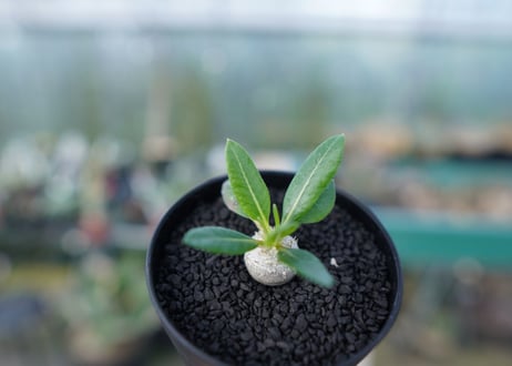 パキポディウム　恵比寿笑い　Pachypodium brevicaule　No.4