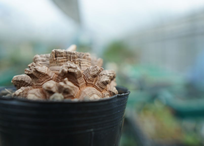 長谷川園芸産】亀甲竜 Dioscorea elephantipes No.6 | mana' 長谷川園芸産】亀甲竜 Dioscorea elephantipes No.6 | mana'