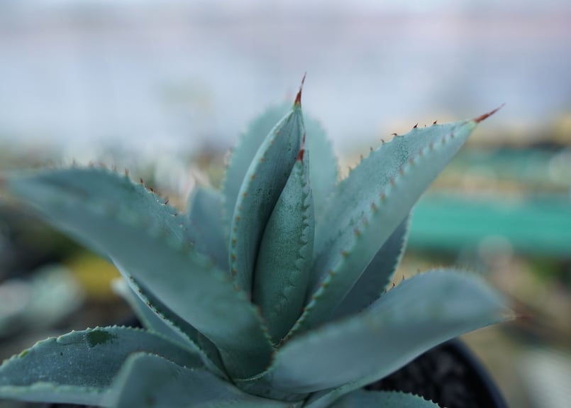 アガベ ドラゴントゥース Agave Dagontoes No.6 | mana's farm