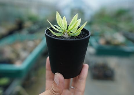 パキポディウム　恵比寿笑い　Pachypodium brevicaule　No.2