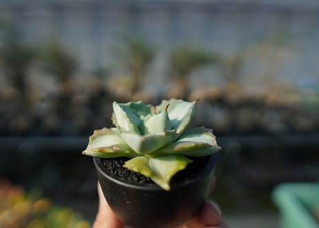 アガベ　王妃雷神錦　Agave　“Ohi Raijin Nishiki ”