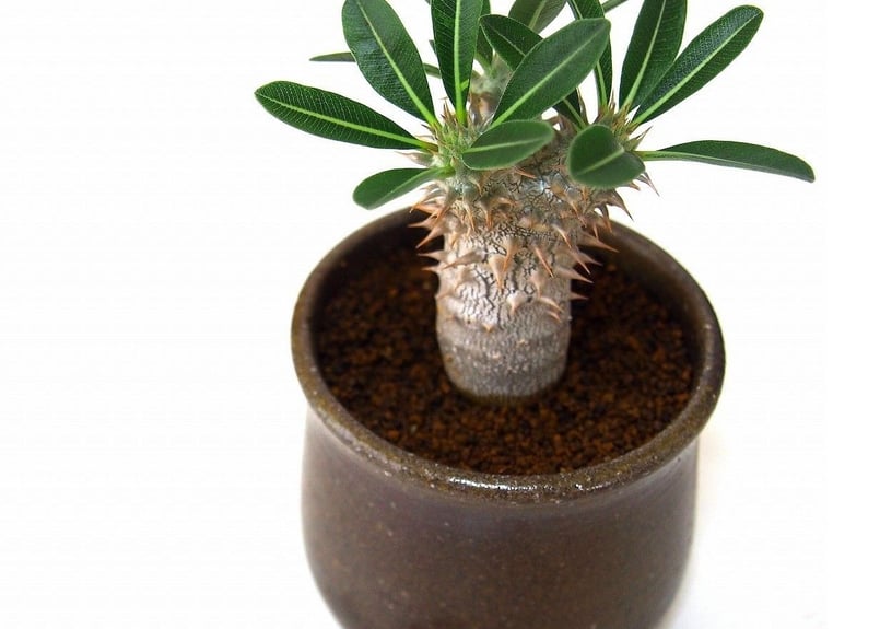 Pachypodium rosulatum パキポディウム ロスラーツム №1 | ma