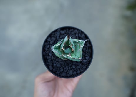 アガベ　チタノタ　 ブラックアンドブルー 　Agave titanota black and blue　No.3