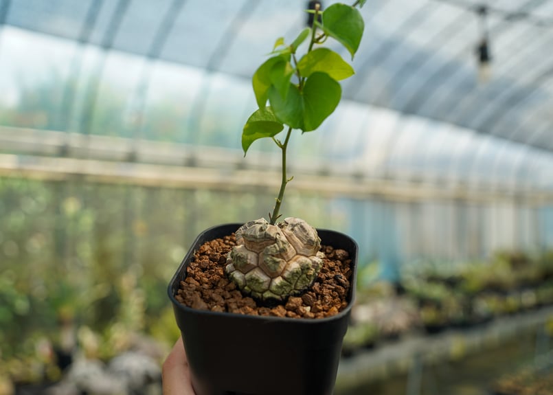 亀甲竜 No.11 | mana's farm:塊根植物・アガベ・ドライガーデン植物