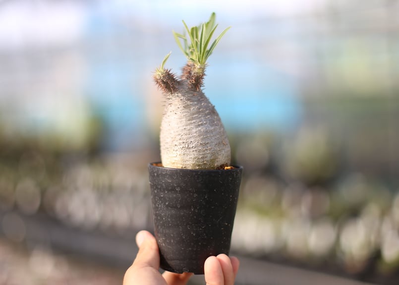 TENDOBOTANICAL 鬼ん形　塊根植物 グラキリス TENDOBOTANICAL グラキリスフィギュア グラ丸2 パキポディウム