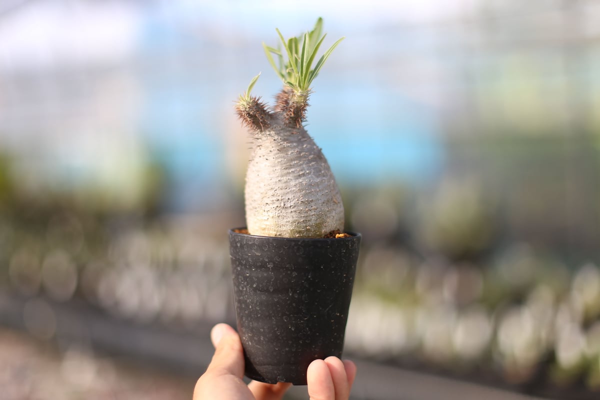 パキポディウム グラキリス | mana's farm:塊根植物・アガベ・ドライ