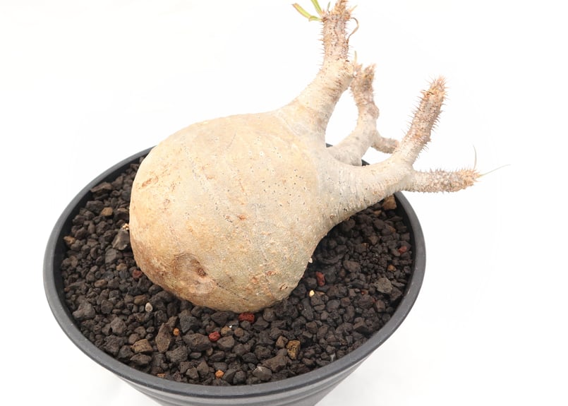 パキポディウム グラキリス no.91 | mana's farm:塊根植物・アガベ