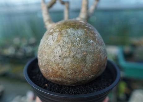 パキポディウム　グラキリス　 Pachypodium Gracilius  No.1