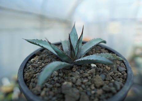 アガベ　リトルシャーク　Agave Little Shark