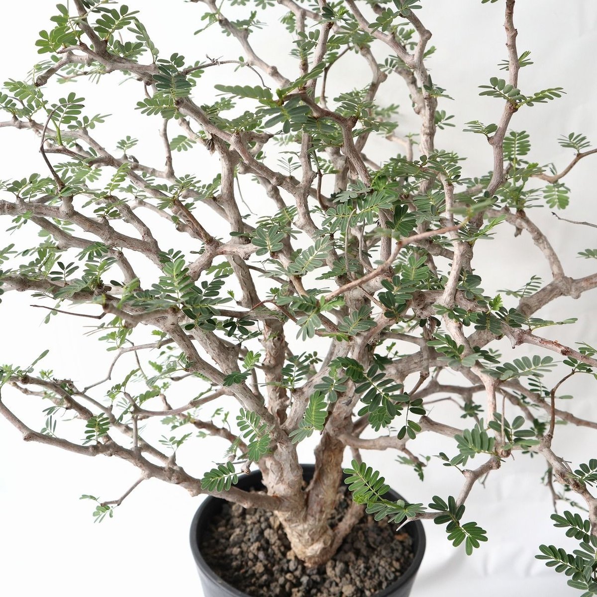 センナ メリディオナリス | mana's farm:塊根植物・アガベ・ドライ